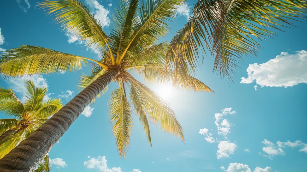 La regla de la Palma: guía de herramientas y aplicaciones para maximizar tu productividad